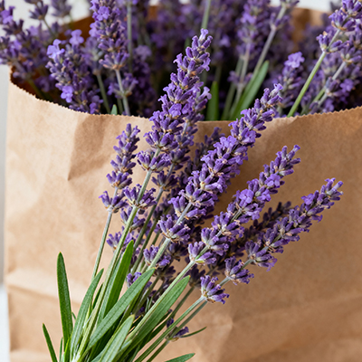 《清晨一束小雏菊，给平凡日子添份明亮》