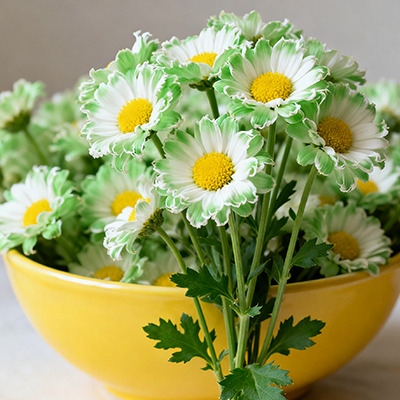 《书桌上放支郁金香，伴阅读时光更静谧》